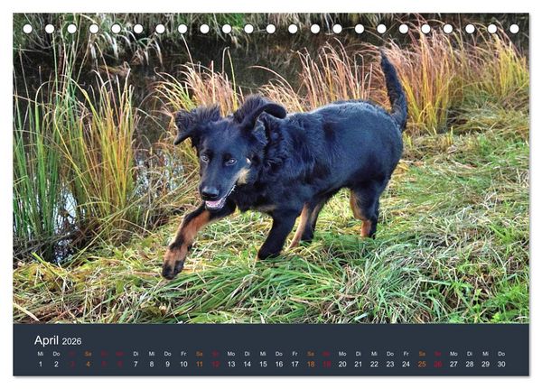 Produktbild: Ein Hovawart, ein Wachhund (Tischkalender 2026 DIN A5 quer), CALVENDO Monatskalender