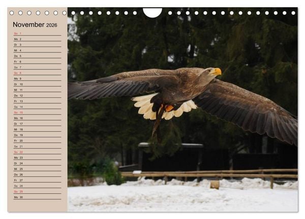 Produktbild: Der Steinadler. Majest&auml;tischer Greifvogel (Wandkalender 2026 DIN A4 quer), CALVENDO Monatskalender