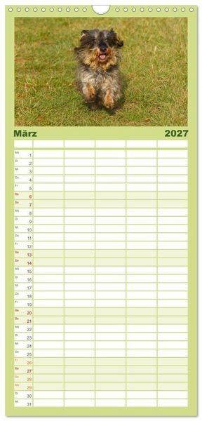 Produktbild: Familienplaner 2027 - Der Zwergrauhaardackel - Eigensinnig und Liebenswert mit 5 Spalten (Wandkalender, 21 x 45 cm) CALVENDO