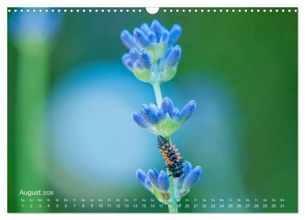 Produktbild: Eine Safari im Garten (Wandkalender 2026 DIN A3 quer), CALVENDO Monatskalender