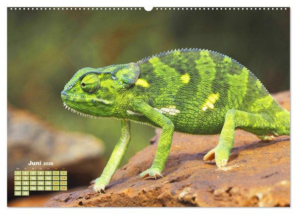 Produktbild: Cham&auml;leon: Die farbenfrohe Welt der Reptilien (hochwertiger Premium Wandkalender 2026 DIN A2 quer), Kunstdruck in Hochglanz