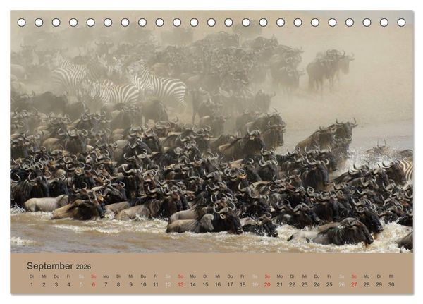 Produktbild: Safari Impressionen / Kenia (Tischkalender 2026 DIN A5 quer), CALVENDO Monatskalender