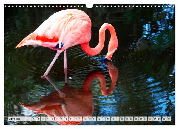 Produktbild: FLORIDA Paradiesischer Sonnenscheinstaat (Wandkalender 2026 DIN A3 quer), CALVENDO Monatskalender
