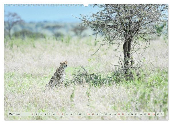 Produktbild: Geparden - schnelle J&auml;ger (Wandkalender 2026 DIN A2 quer), CALVENDO Monatskalender