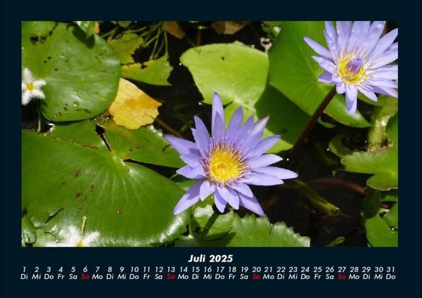 Produktbild: Rosentraum 2025 Fotokalender DIN A4