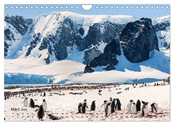 Produktbild: Antarktis, die eisige Heimat der Pinguine (Wandkalender 2026 DIN A4 quer), CALVENDO Monatskalender