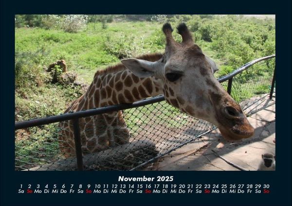 Produktbild: Giraffen 2025 Fotokalender DIN A4