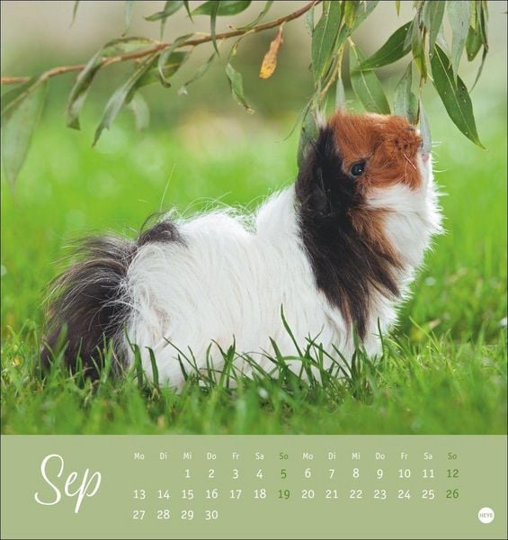 Produktbild: Kuschelige Meerschweinchen Postkartenkalender 2027