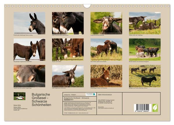 Produktbild: Bulgarische Gro&szlig;esel - Schwarze Sch&ouml;nheiten (Wandkalender 2025 DIN A3 quer), CALVENDO Monatskalender