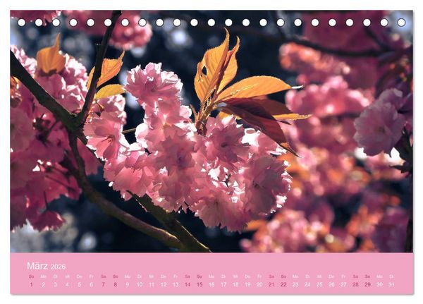 Produktbild: Zarte Kirschbl&uuml;ten - Berauschende Gedankend&uuml;fte (Tischkalender 2026 DIN A5 quer), CALVENDO Monatskalender