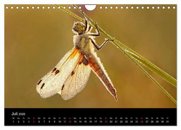 Produktbild: Libellen im Ried (Wandkalender 2026 DIN A4 quer), CALVENDO Monatskalender