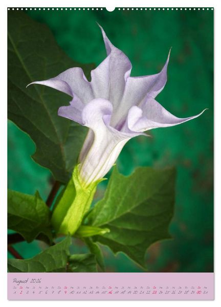 Produktbild: Brugmansia & Datura - Exotische Sch&ouml;nheiten (hochwertiger Premium Wandkalender 2026 DIN A2 hoch), Kunstdruck in Hochglanz