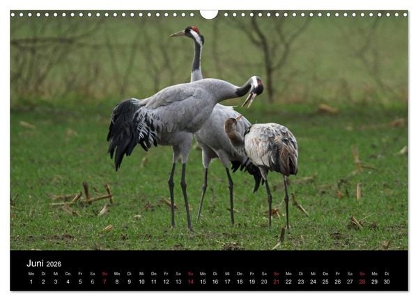 Produktbild: Kranich-Land Brandenburg (Wandkalender 2026 DIN A3 quer), CALVENDO Monatskalender