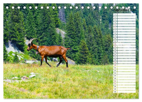 Produktbild: Ziegenfreude (Tischkalender 2026 DIN A5 quer), CALVENDO Monatskalender