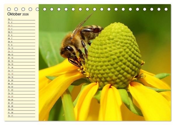 Produktbild: Flei&szlig;ige Bienen. Von der Bl&uuml;te bis zum Honig (Tischkalender 2026 DIN A5 quer), CALVENDO Monatskalender