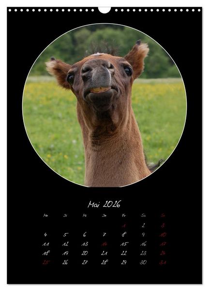 Produktbild: Crazy horses (Wandkalender 2026 DIN A3 hoch), CALVENDO Monatskalender