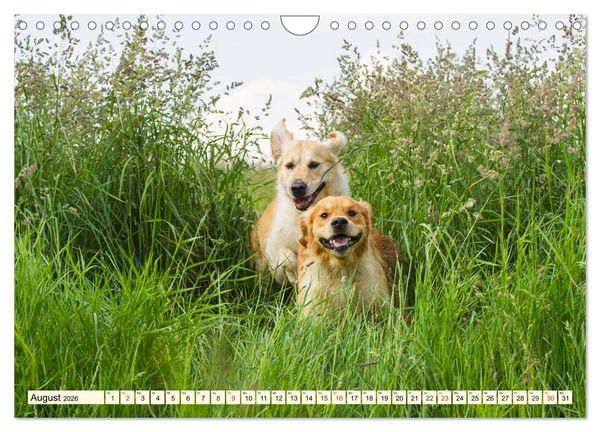 Produktbild: Golden Retriever - Freunde auf 4 Pfoten (Wandkalender 2026 DIN A4 quer), CALVENDO Monatskalender