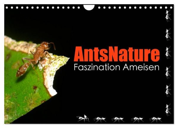 Produktbild: AntsNature - Faszination Ameisen (Wandkalender 2026 DIN A4 quer), CALVENDO Monatskalender