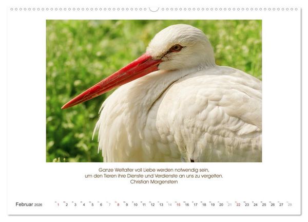 Produktbild: Der Tierkalender mit Zitaten, Weisheiten und Spr&uuml;chen (Wandkalender 2026 DIN A2 quer), CALVENDO Monatskalender