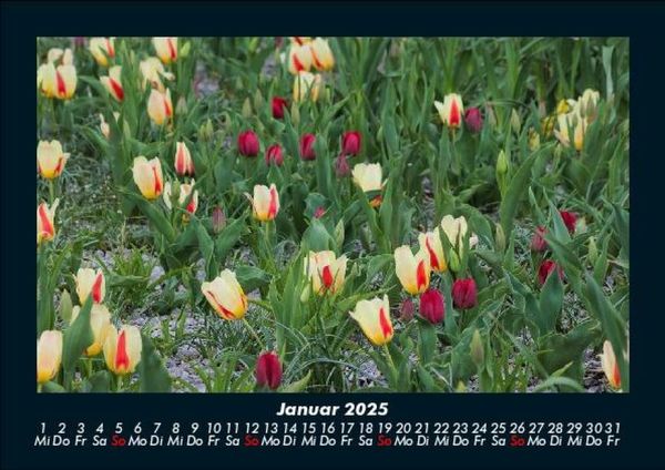 Produktbild: Blumenkalender 2025 Fotokalender DIN A5