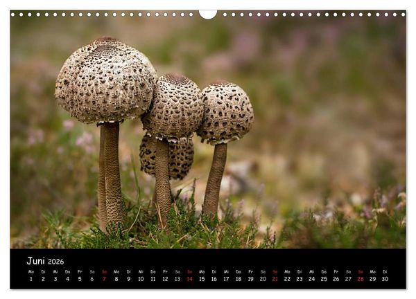 Produktbild: Pilzgalerie (Wandkalender 2026 DIN A3 quer), CALVENDO Monatskalender