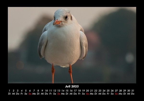 Produktbild: M&ouml;wen 2025 Fotokalender DIN A3