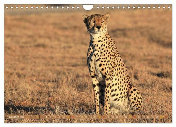 Produktbild: Geparden - Begegnungen in Afrika (Wandkalender 2027 DIN A4 quer), CALVENDO Monatskalender