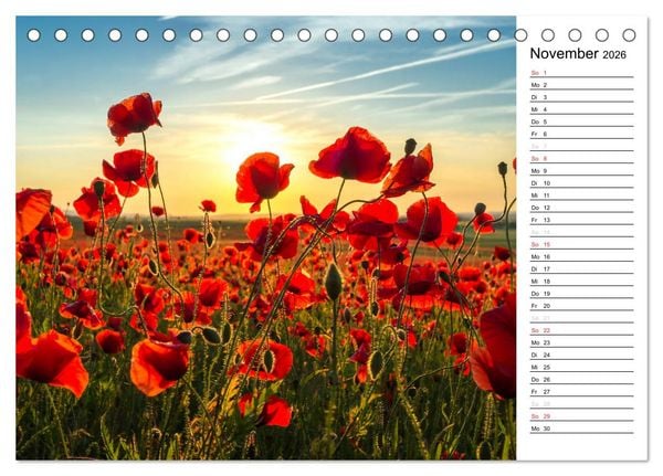 Produktbild: Ein Traum von Mohn (Tischkalender 2026 DIN A5 quer), CALVENDO Monatskalender