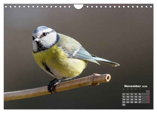 Produktbild: NATUR PUR - Singv&ouml;gel ganz nah (Wandkalender 2026 DIN A4 quer), CALVENDO Monatskalender