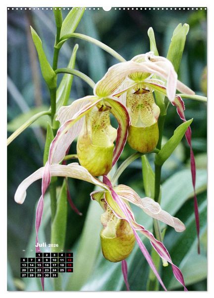 Produktbild: Kleine Orchideensch&auml;tze (hochwertiger Premium Wandkalender 2026 DIN A2 hoch), Kunstdruck in Hochglanz