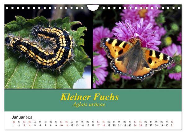 Produktbild: Zwei Leben, Raupe und Schmetterling (Wandkalender 2026 DIN A4 quer), CALVENDO Monatskalender