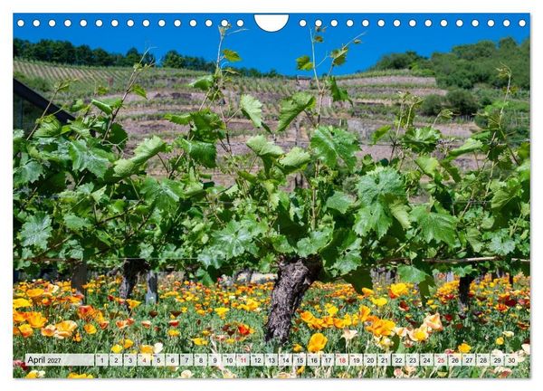 Produktbild: S&auml;chsische Sehnsucht - Ein Jahr zwischen Mei&szlig;en und Radebeul (Wandkalender 2027 DIN A4 quer), CALVENDO Monatskalender