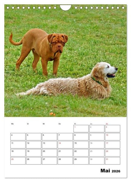 Produktbild: Hunde Freunde (Wandkalender 2026 DIN A4 hoch), CALVENDO Monatskalender
