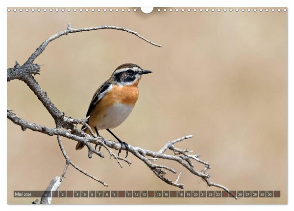 Produktbild: Heimische Singv&ouml;gel in Feld und Flur (Wandkalender 2026 DIN A3 quer), CALVENDO Monatskalender