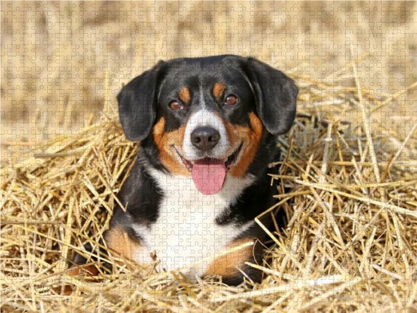 Produktbild: CALVENDO Puzzle Spa&szlig; im Stroh 1000 Teile Lege-Gr&ouml;&szlig;e 64 x 48 cm Foto-Puzzle Bild von SchnelleWelten