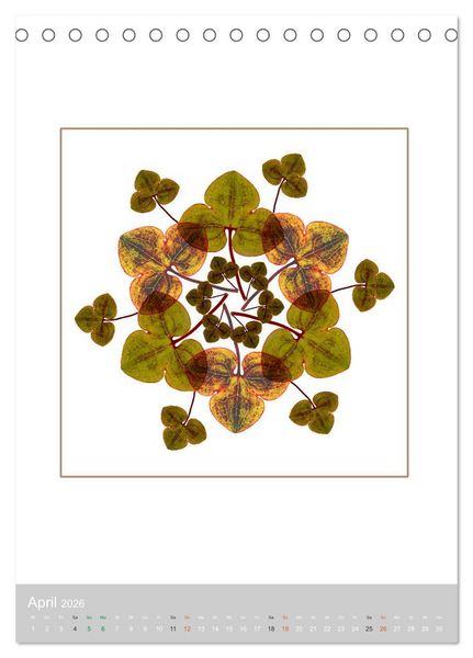 Produktbild: Pflanzen - Mandalas aus Bl&uuml;ten und Bl&auml;ttern (Tischkalender 2026 DIN A5 hoch), CALVENDO Monatskalender