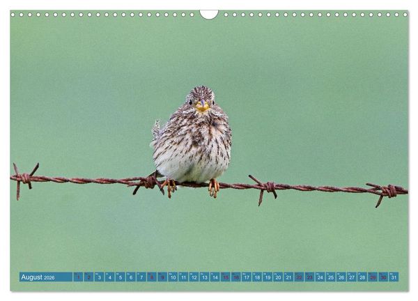 Produktbild: V&ouml;gel der Algarve (Wandkalender 2026 DIN A3 quer), CALVENDO Monatskalender