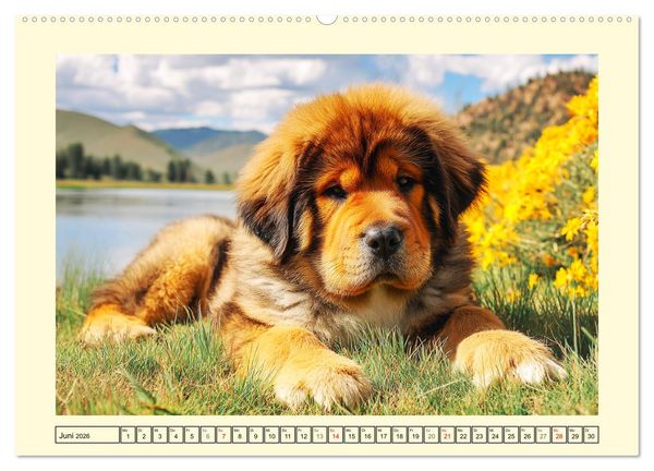 Produktbild: Tibet Mastiffs. Stolze Seelen im Wind der Berge (hochwertiger Premium Wandkalender 2026 DIN A2 quer), Kunstdruck in Hochglanz
