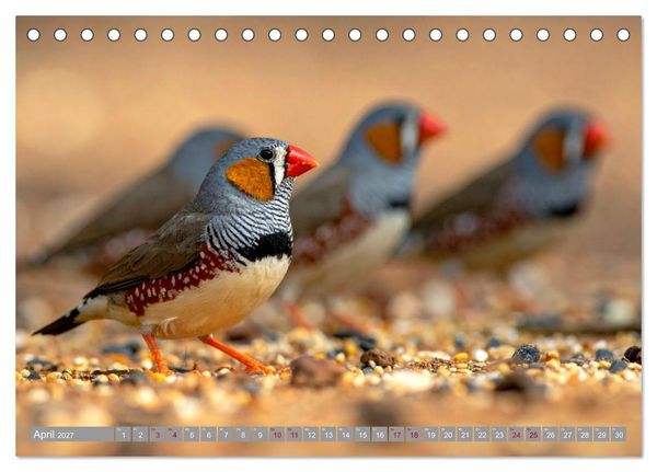 Produktbild: Zebrafinken Abenteuer (Tischkalender 2027 DIN A5 quer), CALVENDO Monatskalender