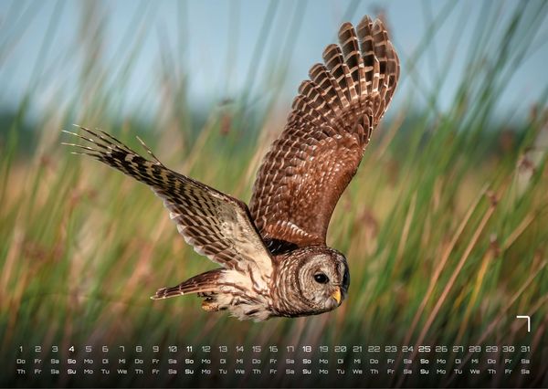 Produktbild: Eulen - W&auml;chter der Nacht - 2027 - Kalender DIN A3