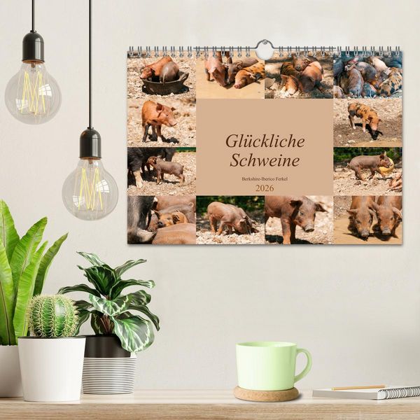 Produktbild: Gl&uuml;ckliche Schweine Berkshire-Iberico Ferkel (Wandkalender 2026 DIN A4 quer), CALVENDO Monatskalender