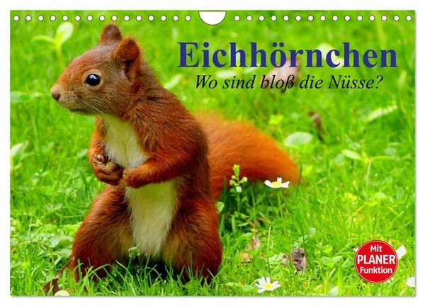 Produktbild: Eichh&ouml;rnchen. Wo sind blo&szlig; die N&uuml;sse? (Wandkalender 2026 DIN A4 quer), CALVENDO Monatskalender