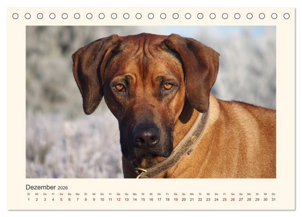 Produktbild: Rhodesian Ridgeback Power aus S&uuml;dafrika (Tischkalender 2026 DIN A5 quer), CALVENDO Monatskalender