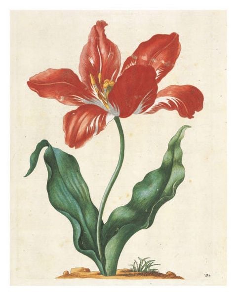 Produktbild: Maria Sibylla Merian: The New Book of Flowers/Neues Blumenbuch