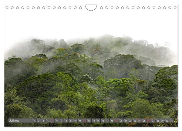 Produktbild: Im Regenwald von Borneo (Wandkalender 2026 DIN A4 quer), CALVENDO Monatskalender