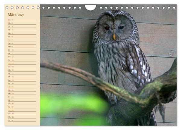 Produktbild: Eulen (Wandkalender 2026 DIN A4 quer), CALVENDO Monatskalender