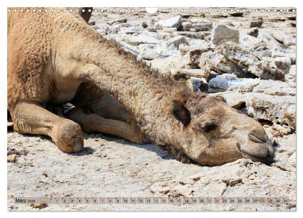 Produktbild: Kamele - Die freundlichen Gep&auml;cktr&auml;ger (Wandkalender 2026 DIN A3 quer), CALVENDO Monatskalender