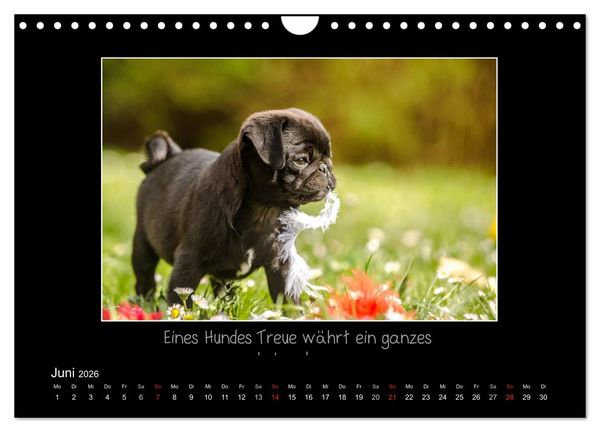 Produktbild: M&ouml;pse 2026 (Wandkalender 2026 DIN A4 quer), CALVENDO Monatskalender