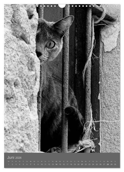 Produktbild: Sonja Heller Katzen in SW-Portraits (Wandkalender 2026 DIN A3 hoch), CALVENDO Monatskalender