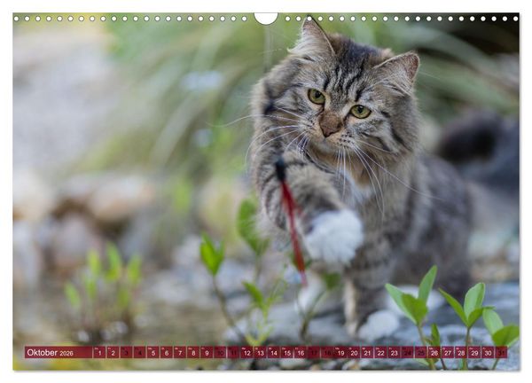 Produktbild: Maui und Molokai - Sibirische Katzenschwestern (Wandkalender 2026 DIN A3 quer), CALVENDO Monatskalender